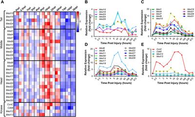 Temporal regulation of the Mediator complex during muscle proliferation, differentiation, regeneration, aging, and disease